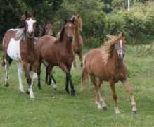 bathleyhillfarmlivery.com Bhalan