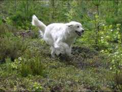 stubbenincuvac.net Biancan