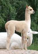 annebackman.net Biancan