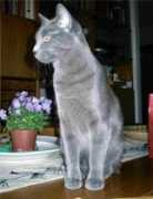 digilander.libero.it Bigione