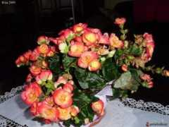 gardenbreizh.org Bigonia