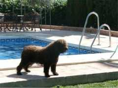 perro-de-agua-espanol.ch Bigorra