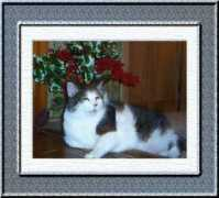 gentleannie2.com Bingamon