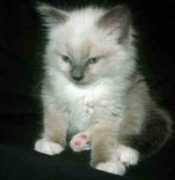 gotcatsonline.com Birmans