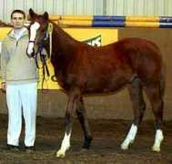 stallions-online.net Bishman