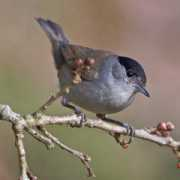 twootz.com Blackcap