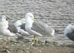 rspb.org.uk Blatcher