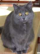 academics.keene.edu Blatchly