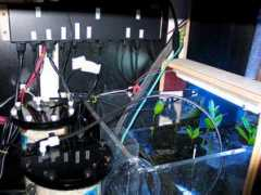 thereeftank.com Bleeg