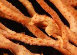 forum.kapalselam.org Blendin