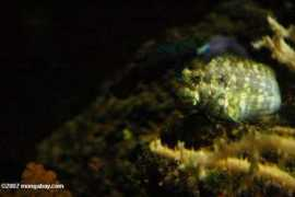travel.mongabay.com Blenny