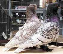 agraria.org Blondinette