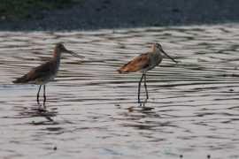 hawar-islands.com Bltg