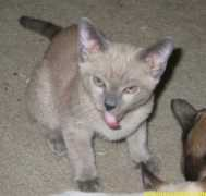 tonkinesekitten.com Bluebaby