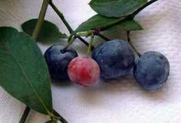 Blueberrys