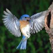 Bluebirds
