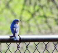 Bluebirds