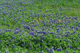 Bluebonnet