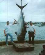 Bluefin