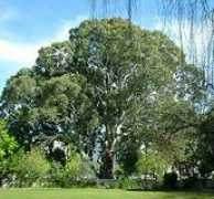 Bluegum