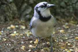 Bluejay