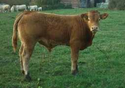 britishcharolais.com Bogeman