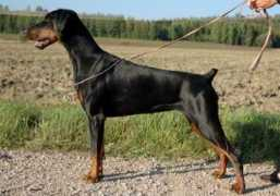 Boginia