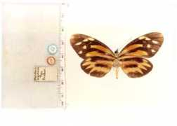 butterfliesofamerica.com Bogotana