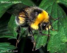 Bombus