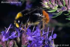 Bombus