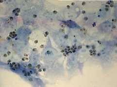 blog.mendeley.com Bonasio