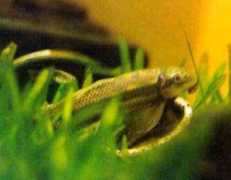 acquaportal.it Bonasoro