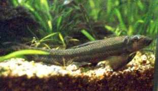 acquaportal.it Bonasoro