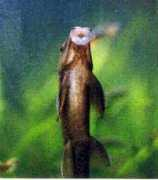 acquaportal.it Bonasoro