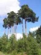 photodom.com Borales