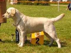 port.of.nessie.retriever.hu Borenich