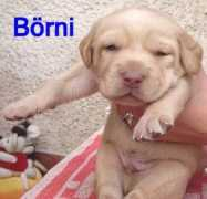 Borni