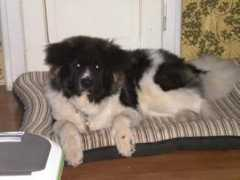 happydogs.wbs.cz Bosik