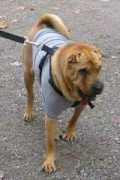 dogster.com Boulane