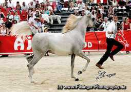 arabianflashlights.com Bourrasse