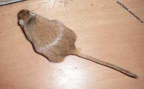 kralici.cz Bozidarka