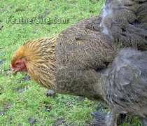 feathersite.com Brahmas
