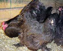feathersite.com Brahmas
