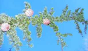 diary.cadenza.org Bramich