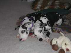 danesonline.com Brandyne