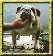 bulldogpedigree.com Branha
