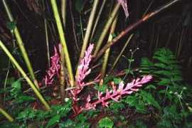 amalexander.co.uk Brassa