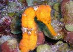 scuba.com Braziunaite