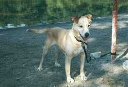 kestrelsnest.net Breakheart