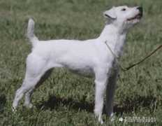 briddlecreekjackrussells.com Briddle